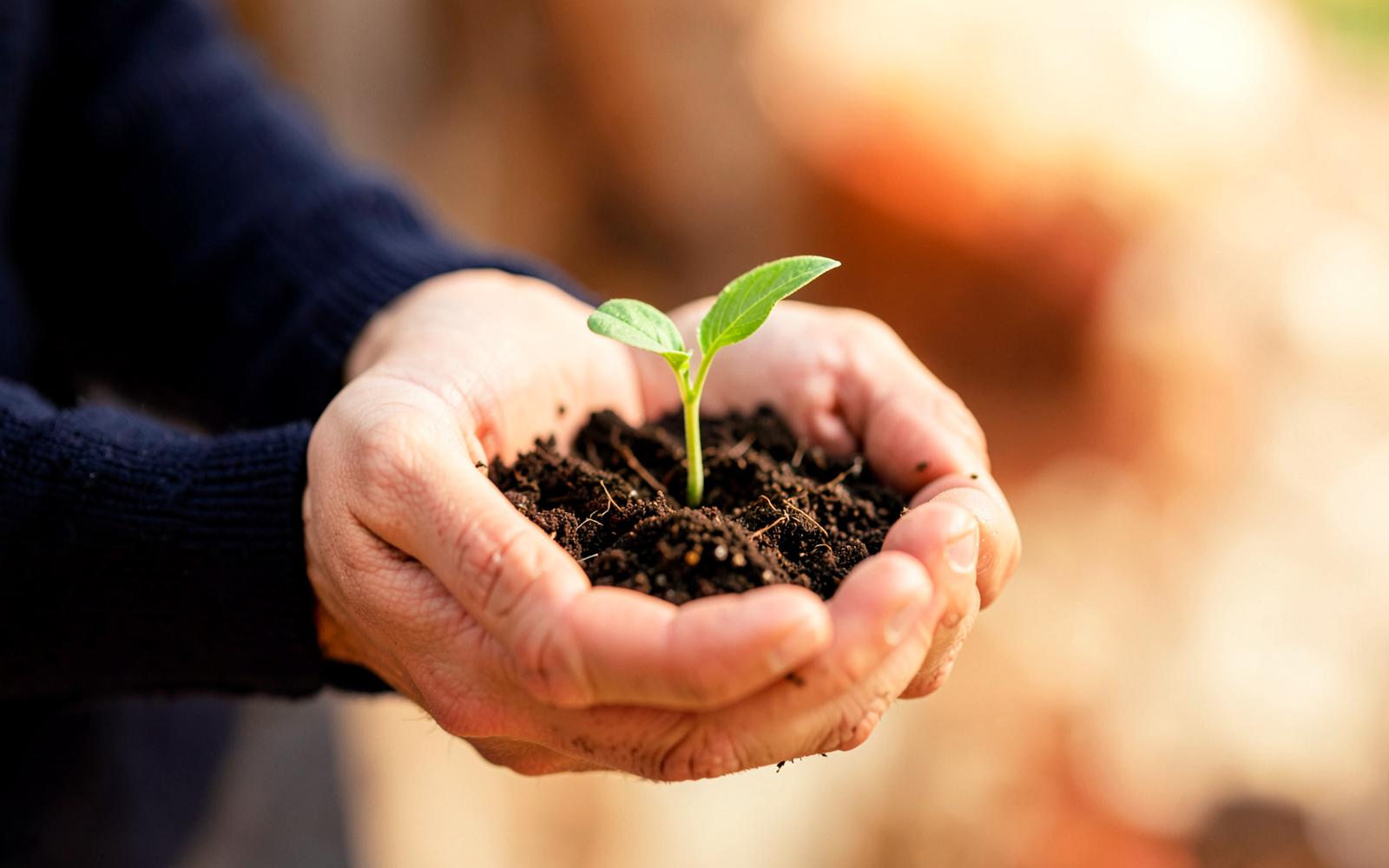 Hands cupping soil with a young green seedling
